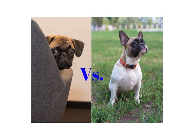 are pugs the same french bulldogs