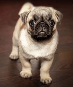 What Are The Best Food For Pug Puppies Under 3 Months