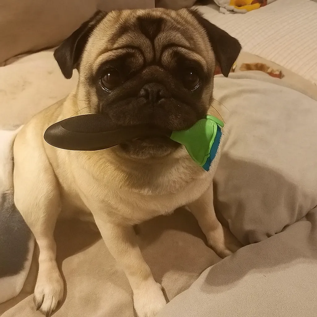 Pug holding a green and black grooming brush in its mouth, sitting comfortably on a cushion.