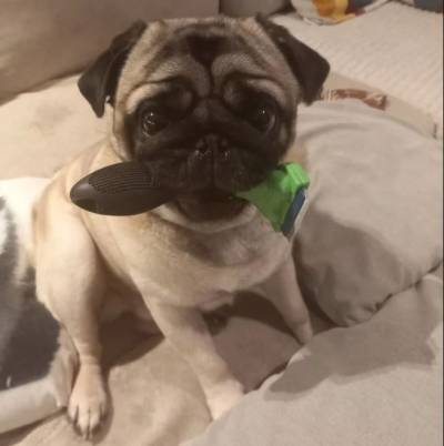 From Shedding to Shining: Discover the Best Brush for Pugs to Keep Your Furry Friend Looking Fabulous