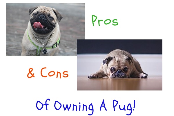 pros and cons of owning a pug