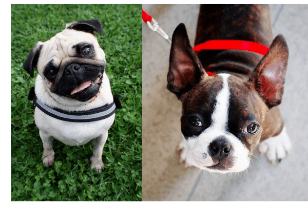 boston terriers vs pugs what is the difference