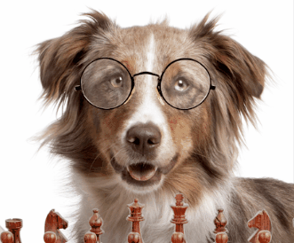 brain training for dogs review does it actually work