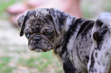 Rare Color Pugs: Everything You Need to Know