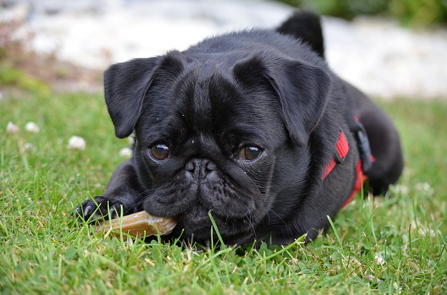 are pugs smart dogs