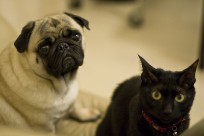 do pugs get along with cats