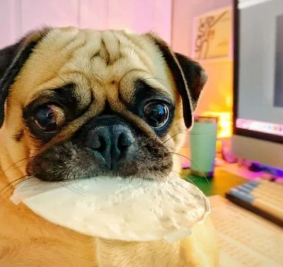 From Puppies to Seniors: A Comprehensive Guide to How Much a Pug Should Eat