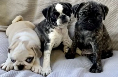 Three panda pug puppies lounging on a sofa, displaying the unique coat patterns and charming expressions of this designer breed.