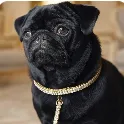 Black pug wearing a gold chain collar, sitting indoors with a curious expression.