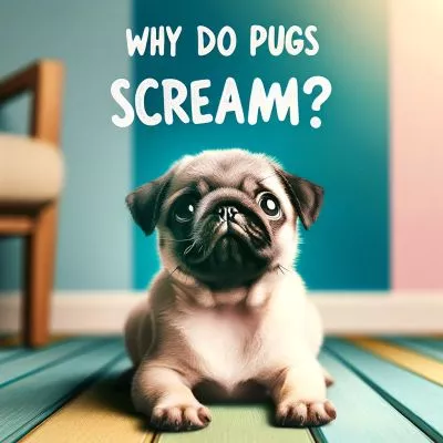 Cute pug looking curiously with a question mark overhead, symbolizing the query 'Why do pugs scream?' against a colorful background.