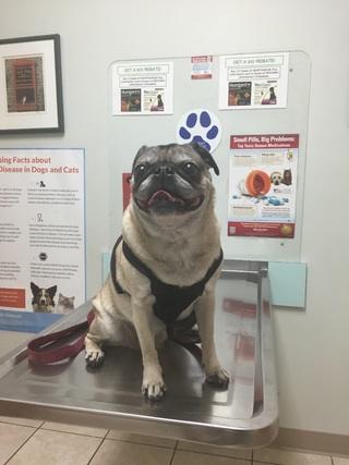 Pug Insurance: Tailored Protection for Your Unique Pug